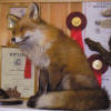 fox.jpg (60481 byte)